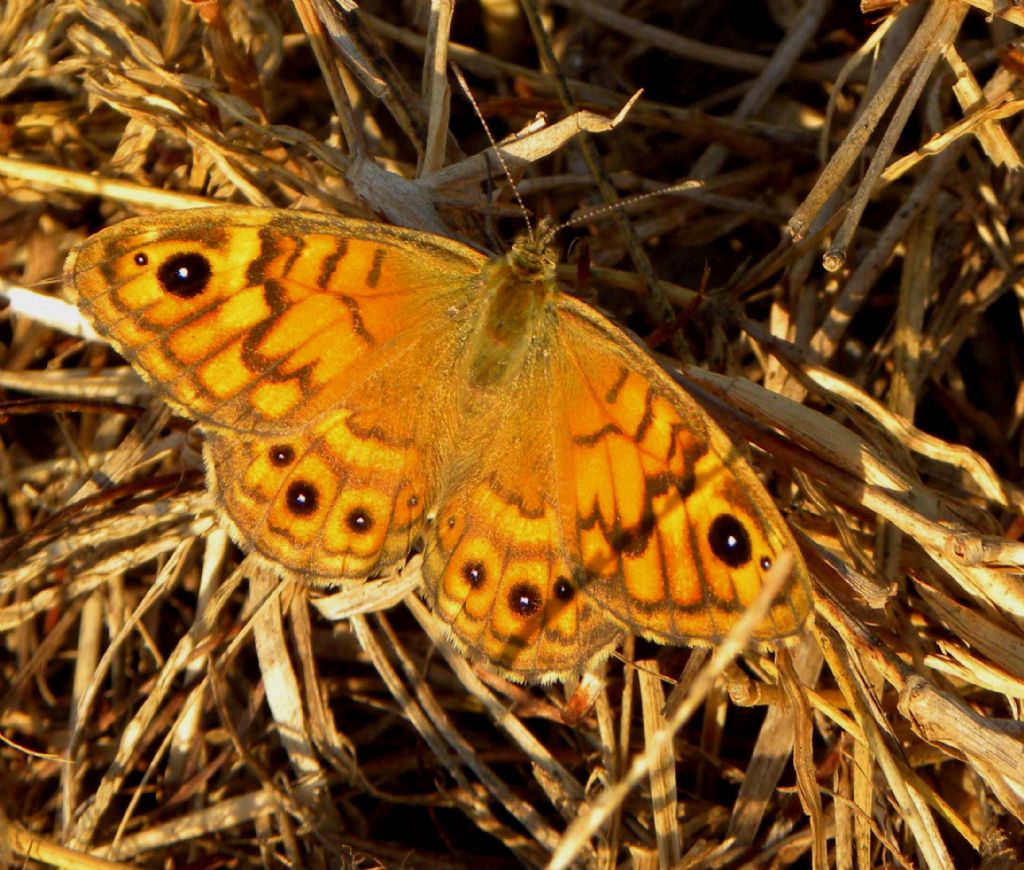 Conferma determinazione - Lasiommata megera, Nymphalidae